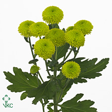 Chrysanthanum T Feeling Green (Green)