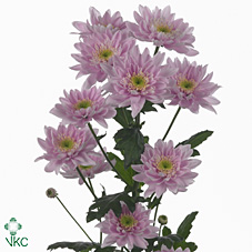 Chrysanthanum T Mona Lisa (Pink)