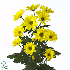 Chrysanthanum T Bacardi Sunny (Yellow)