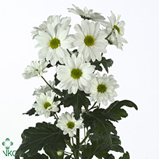Chrysanthanum T Bacardi (White)