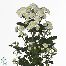 Chrysanthanum T Stallion (White)