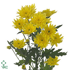 Chrysanthanum T Sunny Euro (Yellow)