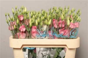 Eustoma (Lisianthus) -Pink