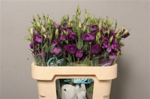 Eustoma (Lisianthus) - Blue