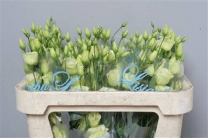 Eustoma (Lisianthus) - Cream
