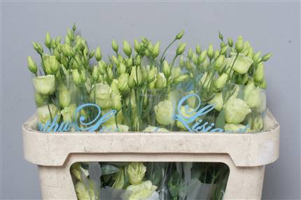 Eustoma (Lizzianthus) G Ov Creme (cream)