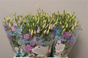 Eustoma (Lisianthus) - Lilac