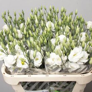 Eustoma (Lisianthus) - White