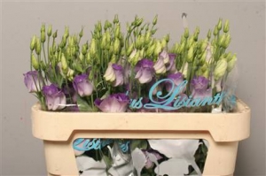 Eustoma (Lisianthus) - White/Blue