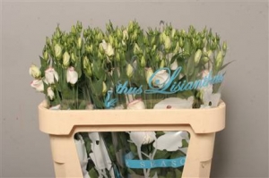 Eustoma (Lisianthus) - White/Pink