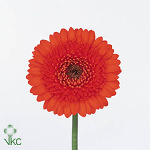 Gerbera (Mini) - Orange