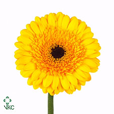 Gerbera (Mini) - Yellow