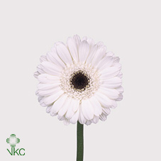 Gerbera (Mini) - White
