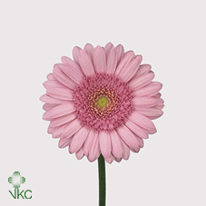 Gerbera (Mini) - Pink
