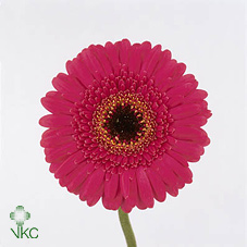 Gerbera (Mini) - Cerise