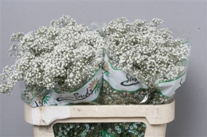 Gypsophilia - (Lighter Grade)