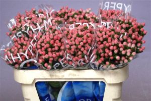 Hypericum Pink (Coco Casino)