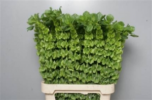 Moluccella - Green