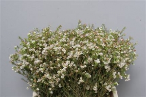 Wax Flower (Chamelauc) -White
