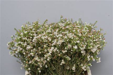 Chamelauc (Wax Flower) Blondie Wax (White)