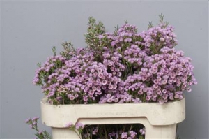 Wax Flower (Chamelauc) - Pink
