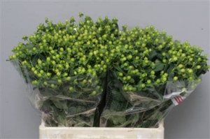 Hypericum - Green