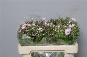 Phlox - Pink
