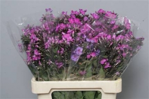Phlox - Purple