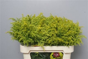 Solidago - Yellow
