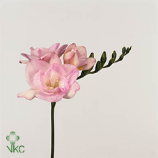 Freesia - Pink