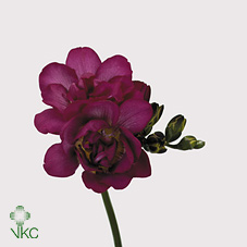 Freesia - Cerise