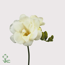 Freesia - White