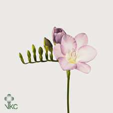 Freesia - Lilac