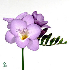 Freesia - Blue