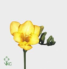 Freesia - Yellow