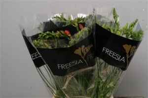 Freesia - Mixed