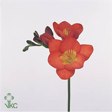 Freesia - Red