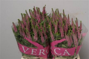 Veronica - Pink