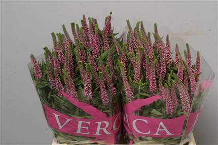 Veronica Rose (pink-rose)