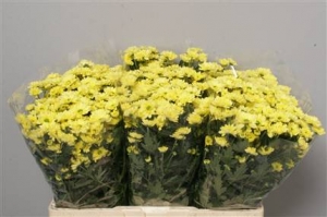 Chrysanthanum (Santini) - Yellow