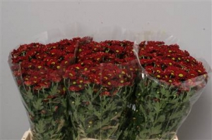Chrysanthanum (Santini) - Red