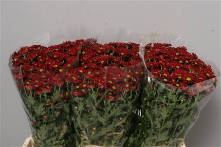 Chrysanthanum Santini Red
