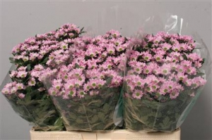 Chrysanthanum (Santini) - Pink