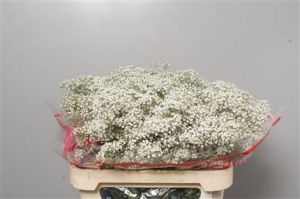 Gypsophilia - (Heavy Grade)
