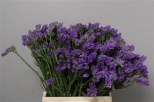 Statice - Blue