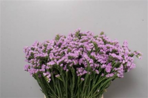Statice - Lilac