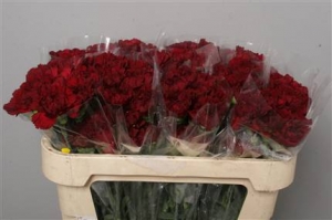 Dianthus (Large Head Carnations)  - Bordeaux