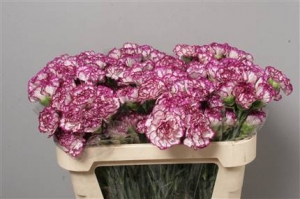 Dianthus (Large Head Carnations) - White/Pink