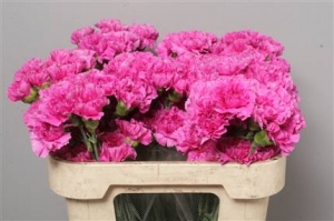 Dianthus (Large Head Carnations) - Magenta