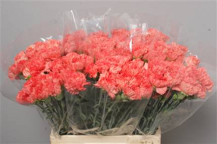 Dianthus St (Large Head Carnations)  Overig Orange (orange)
